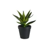 Cheap Depot Kunstpflanze Aloe Vera Im Topf