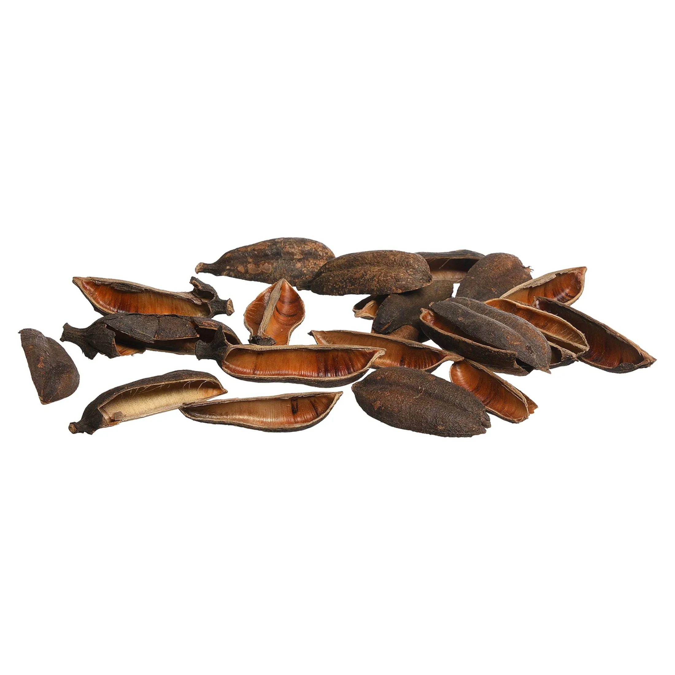 Online Depot Natur-Streuartikel Seedpod