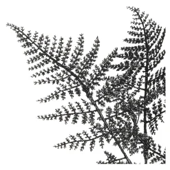 Discount Depot Stielblume Farn Glam Ca. 58Cm