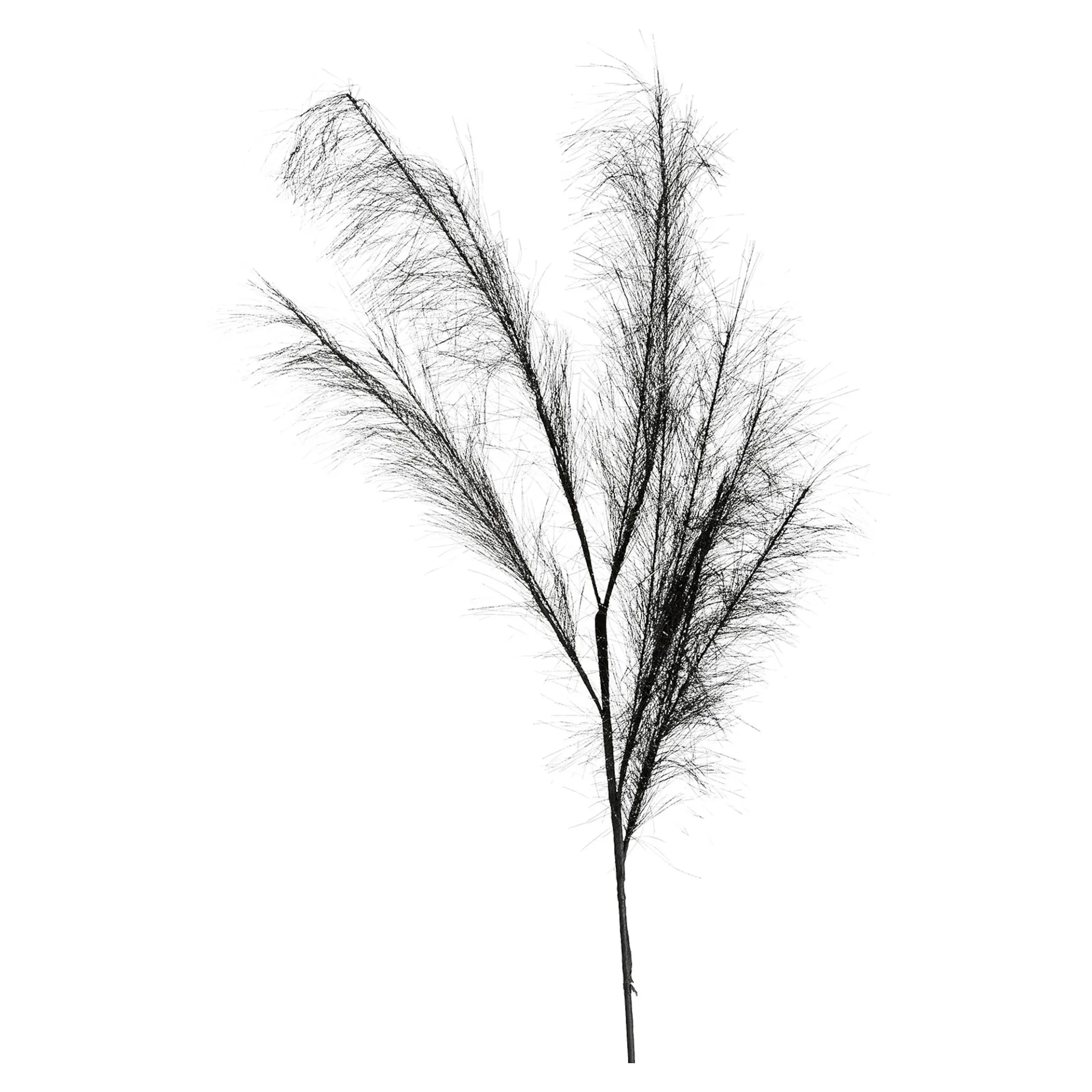Hot Depot Stielblume Pampas Glam Ca. 110