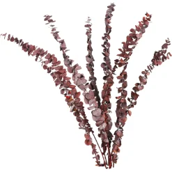 Depot Einzelblumen & Zweige>Trockenblume Eukalyptus