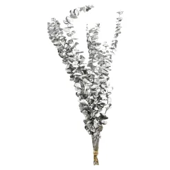 Shop Depot Trockenblume Eukalyptus Ca.55C