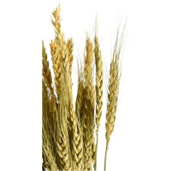 Depot Einzelblumen & Zweige>Trockenblume Gerste