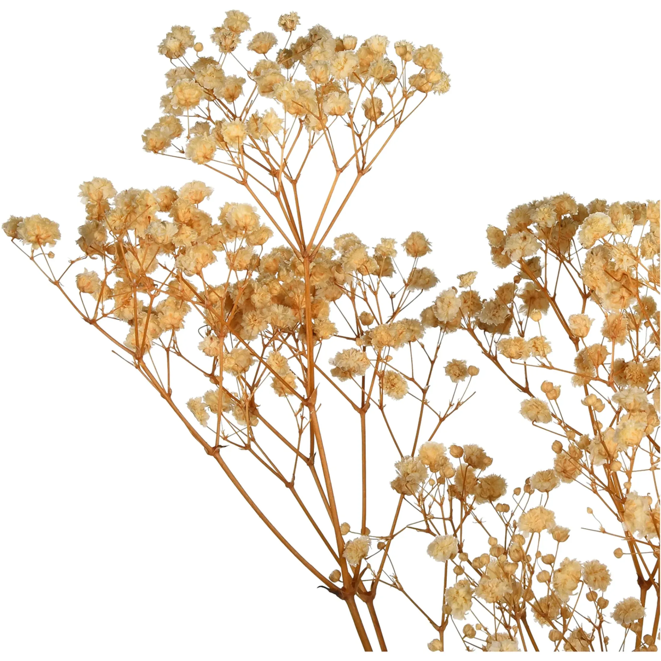 Depot Einzelblumen & Zweige>Trockenblume Gypsophilia