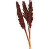 Depot Einzelblumen & Zweige>Trockenblume Indian Corn