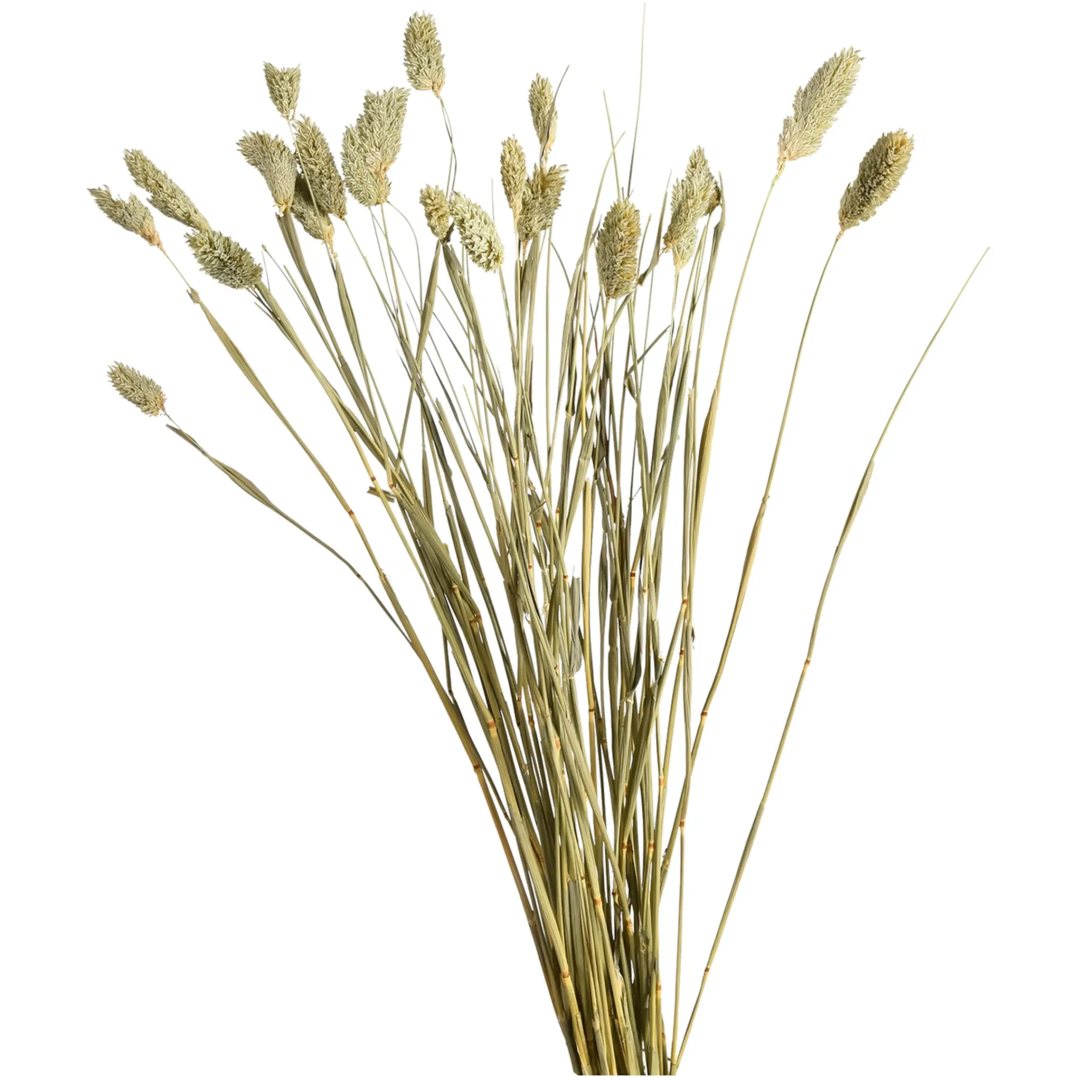 Depot Einzelblumen & Zweige>Trockenblume Kanarienvogel