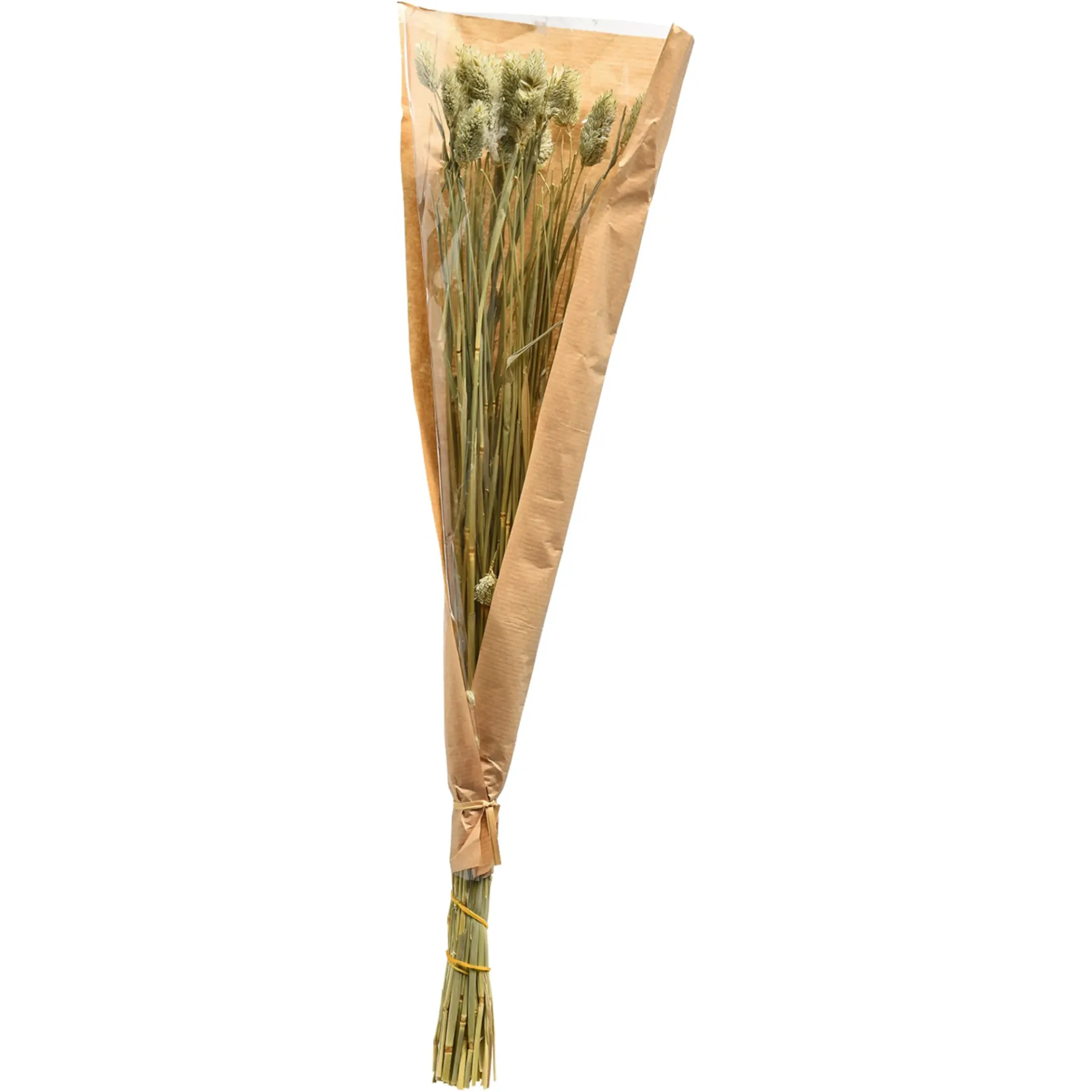 Depot Einzelblumen & Zweige>Trockenblume Kanarienvogel