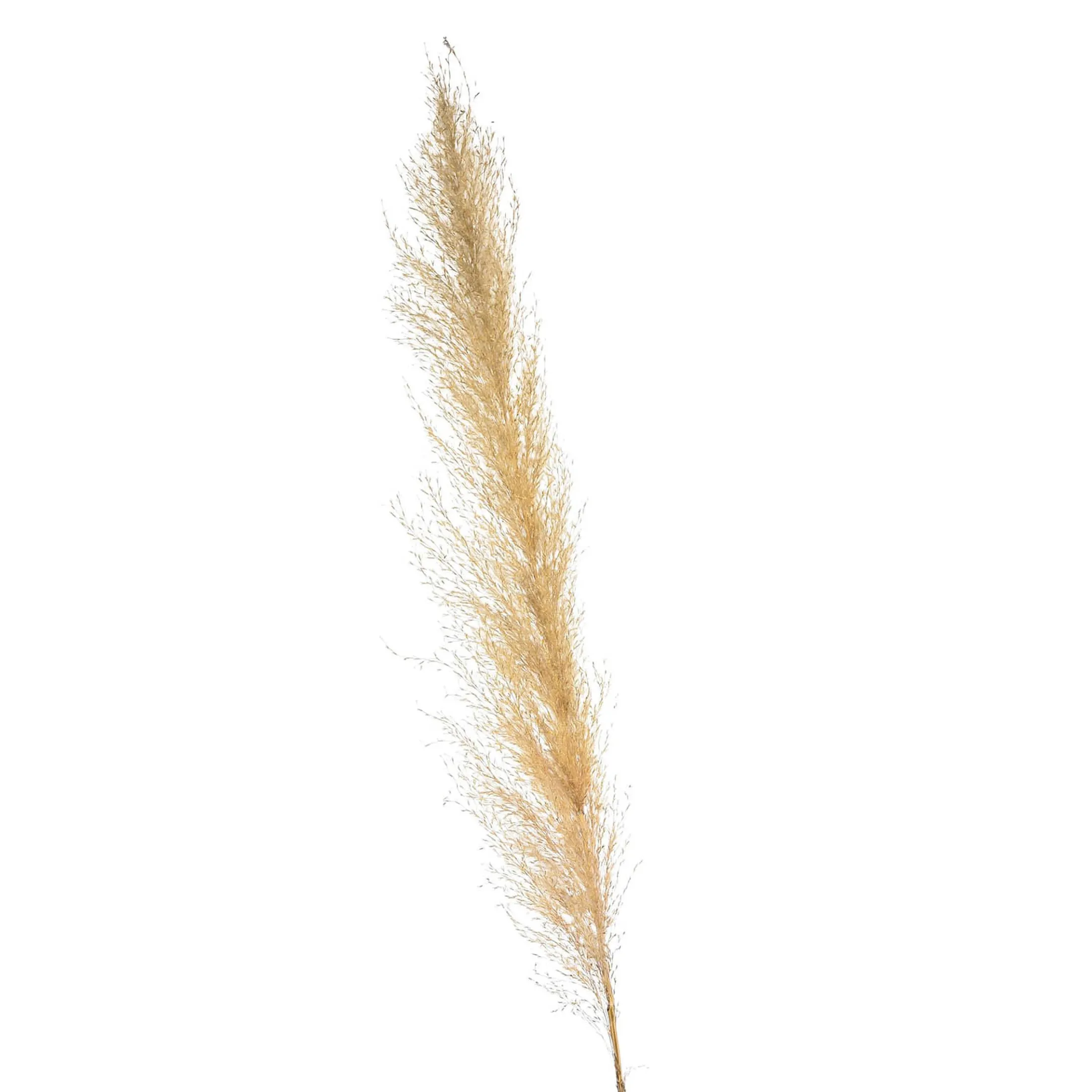 Sale Depot Trockenblume Pampasgras