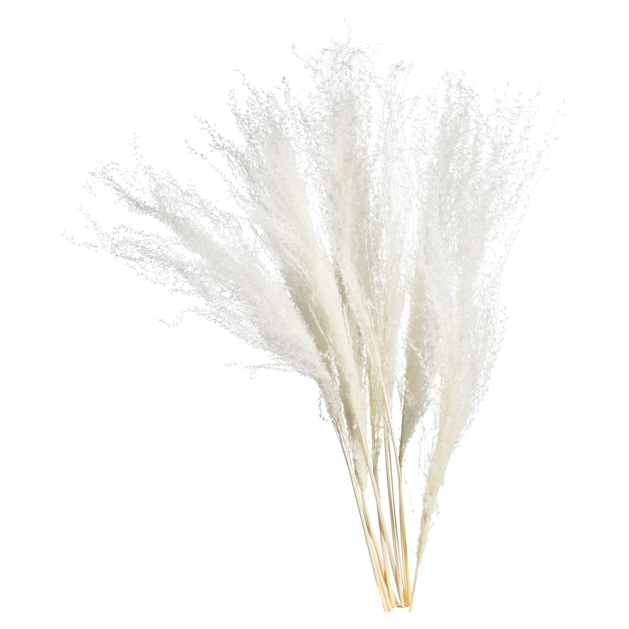 Cheap Depot Trockenblume Schilf