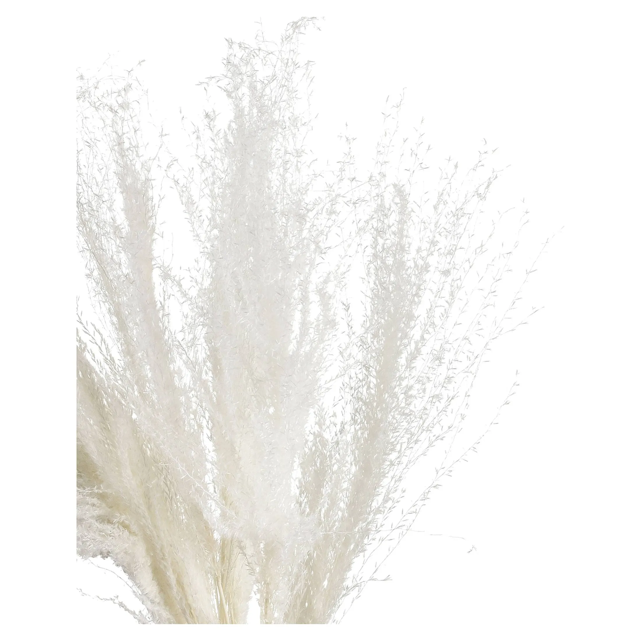 Cheap Depot Trockenblume Schilf