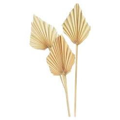 Shop Depot Trockenblumen Palmleaf