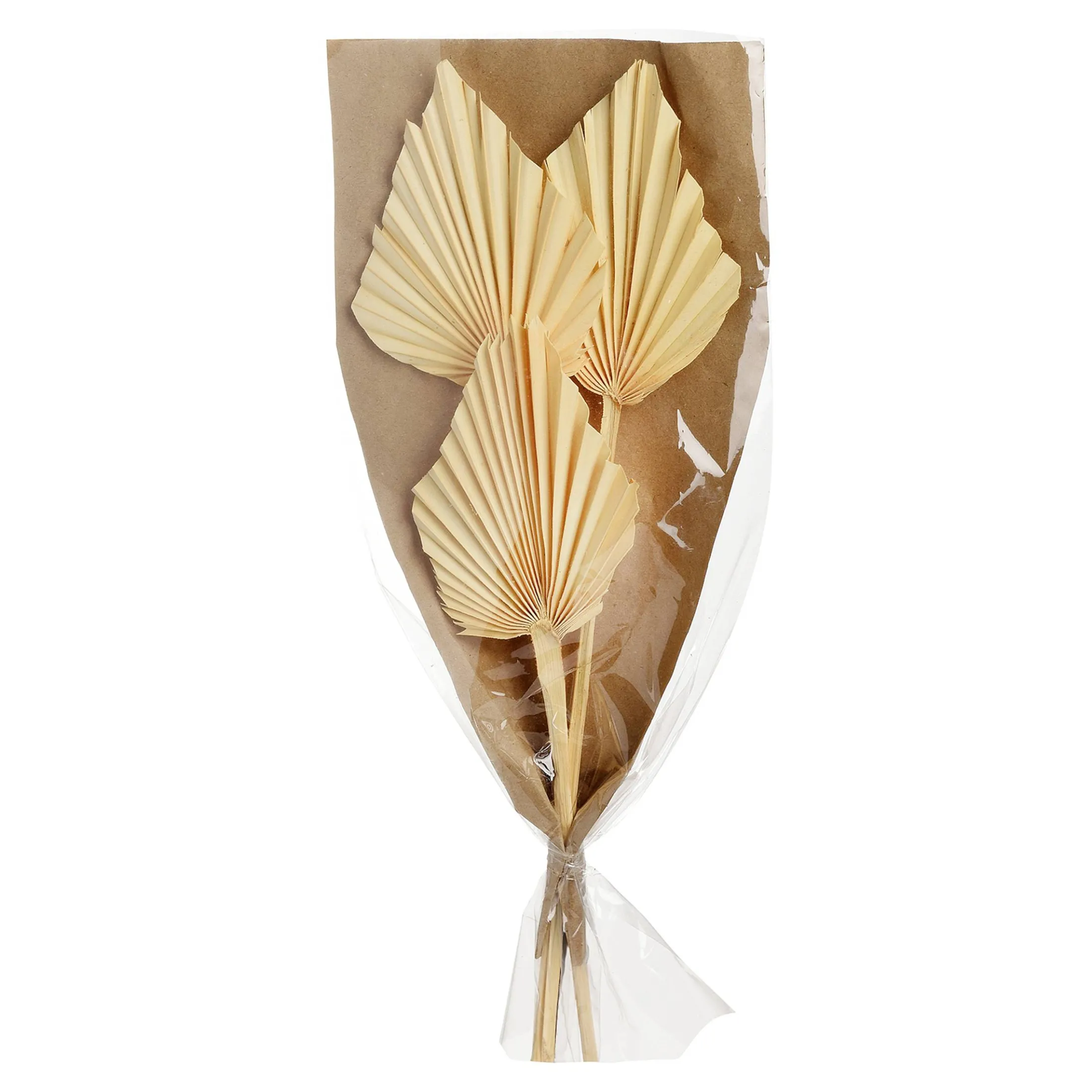 Shop Depot Trockenblumen Palmleaf