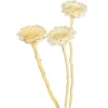 Depot Einzelblumen & Zweige>Trockenblumen Proteablute