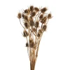 Depot Einzelblumen & Zweige>Trockenblumenbund Distel