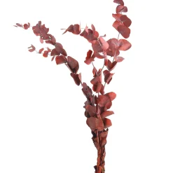 Discount Depot Trockenblumenbund Eukalyptus