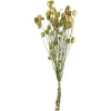 Depot Einzelblumen & Zweige>Trockenblumenbund Nigella