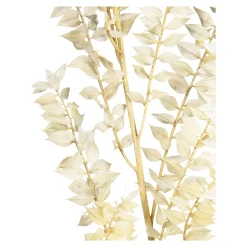 Shop Depot Trockenblumenbund Ruscus