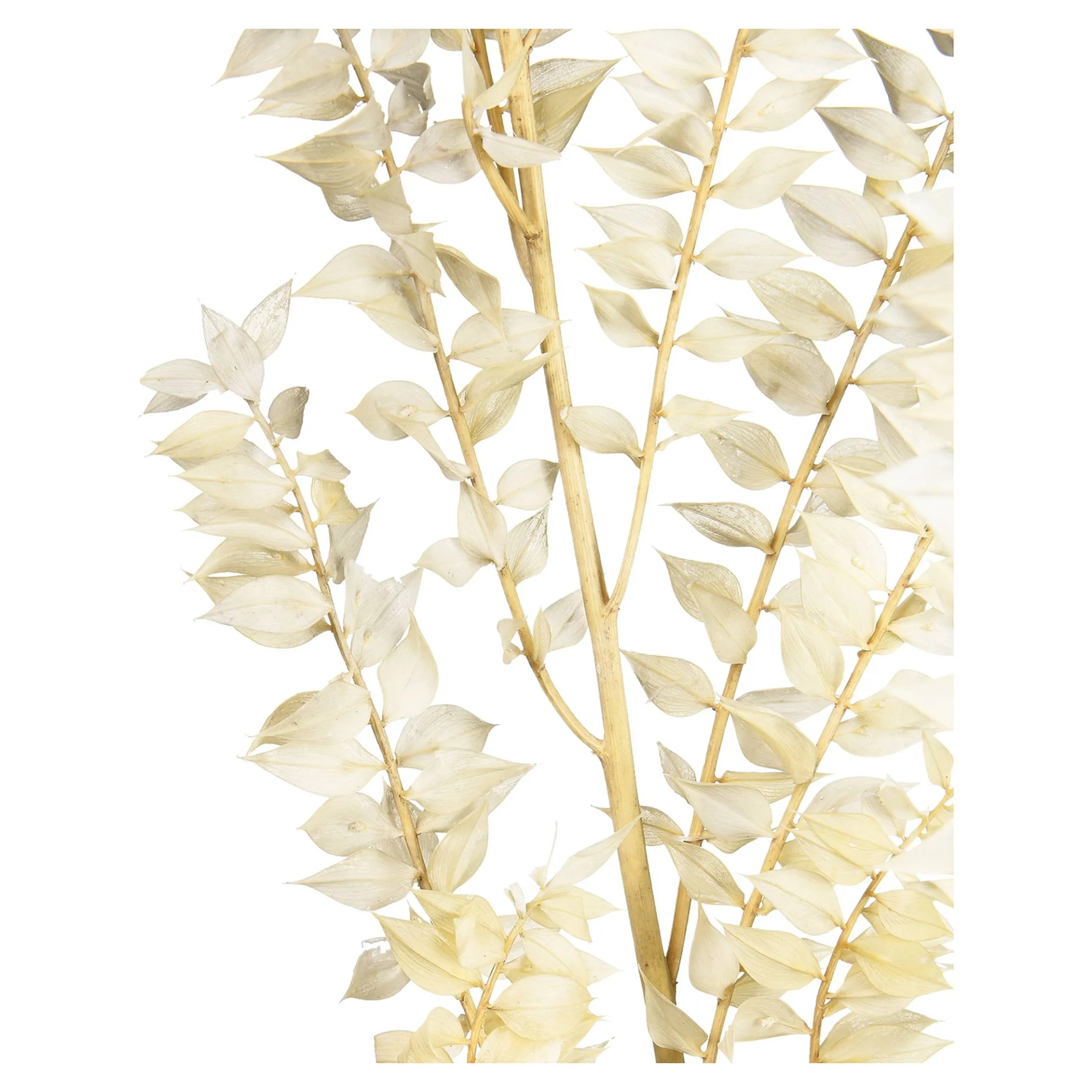 Shop Depot Trockenblumenbund Ruscus