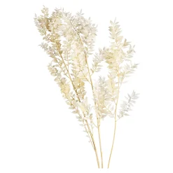 Shop Depot Trockenblumenbund Ruscus