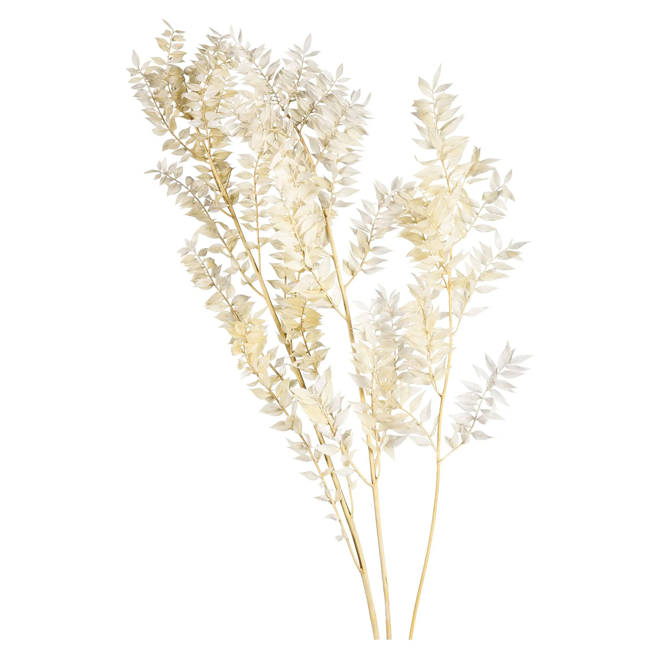 Shop Depot Trockenblumenbund Ruscus