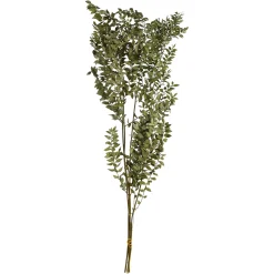 Depot Einzelblumen & Zweige>Trockenblumenbund Ruscus