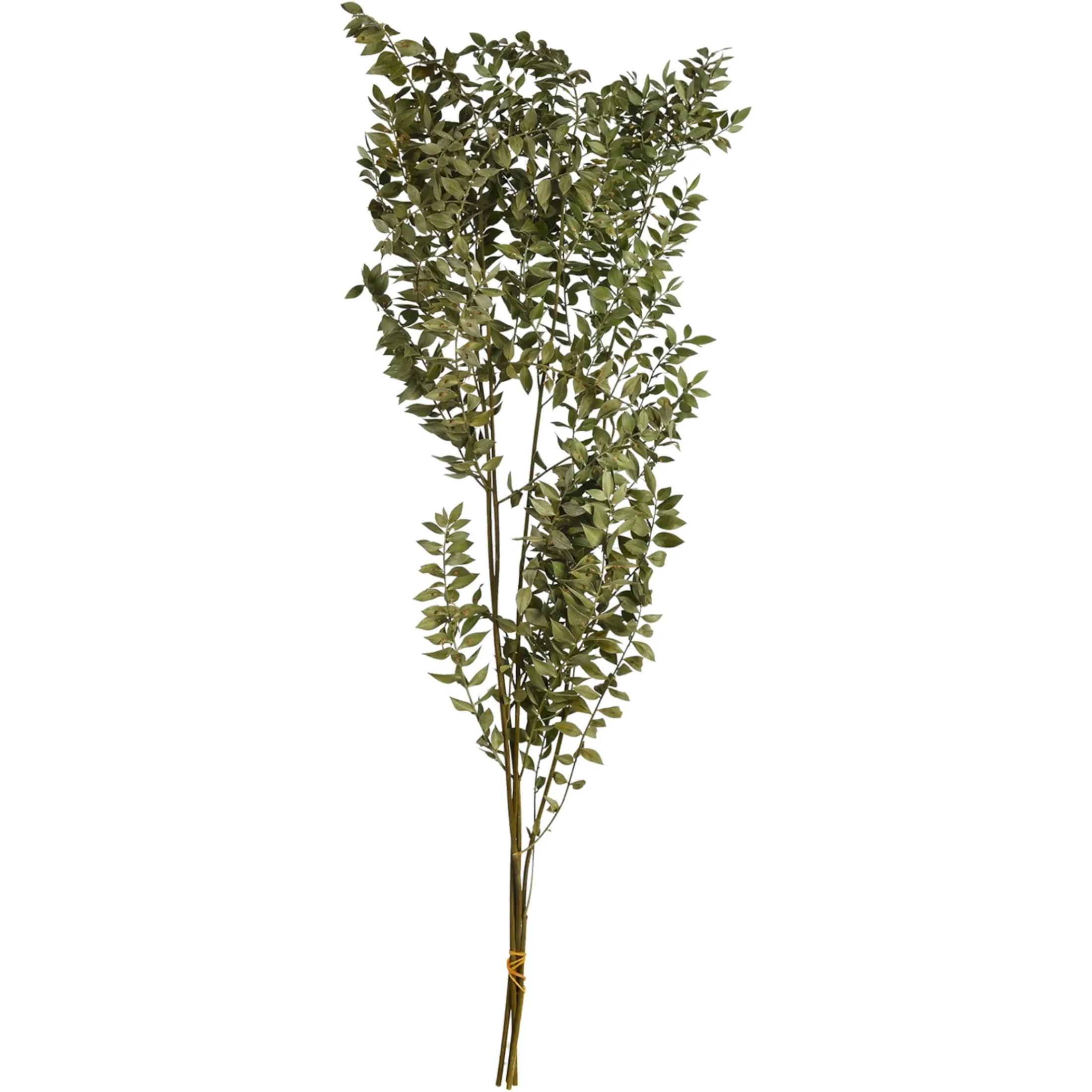 Depot Einzelblumen & Zweige>Trockenblumenbund Ruscus