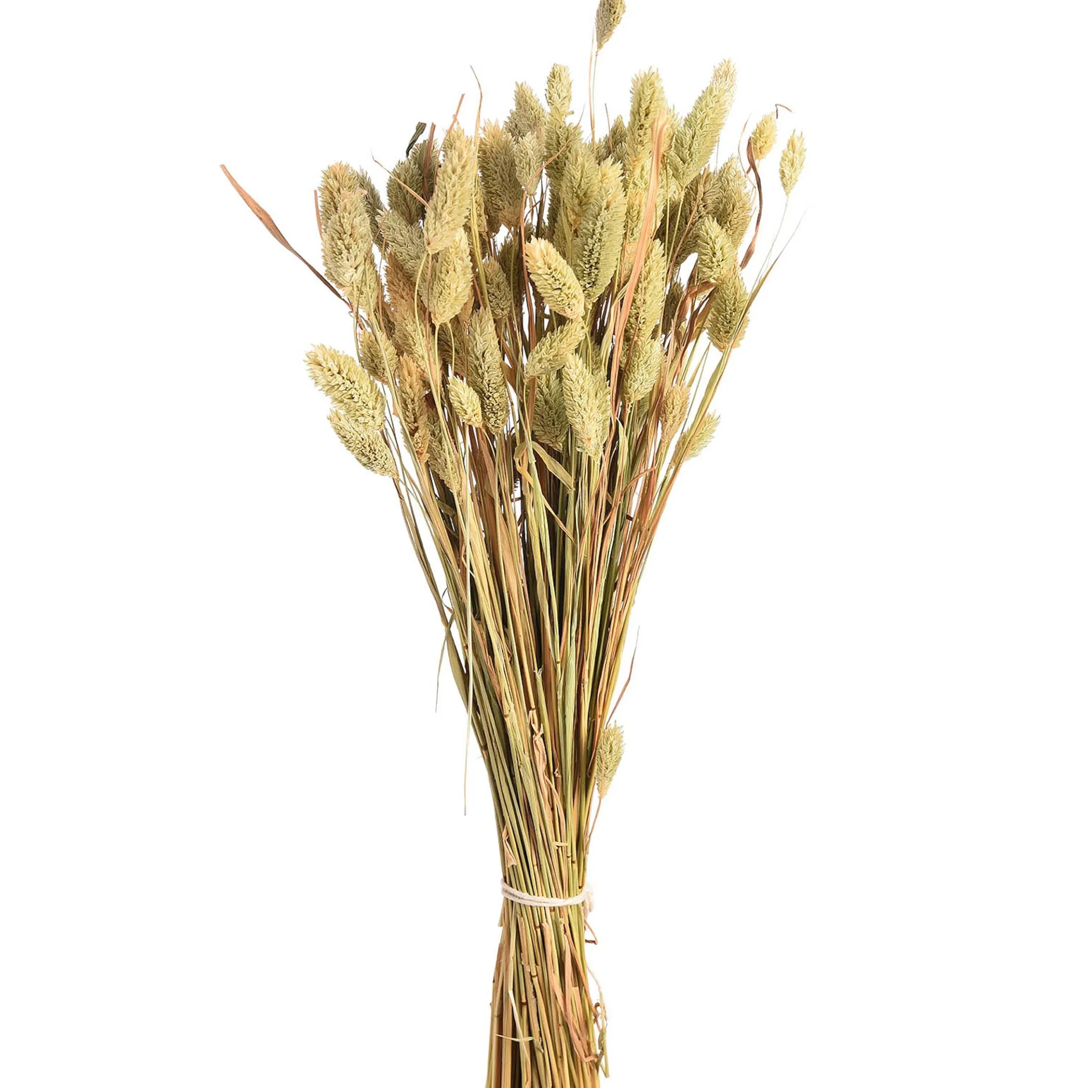 Flash Sale Depot Trockenblumenbund Samtgras