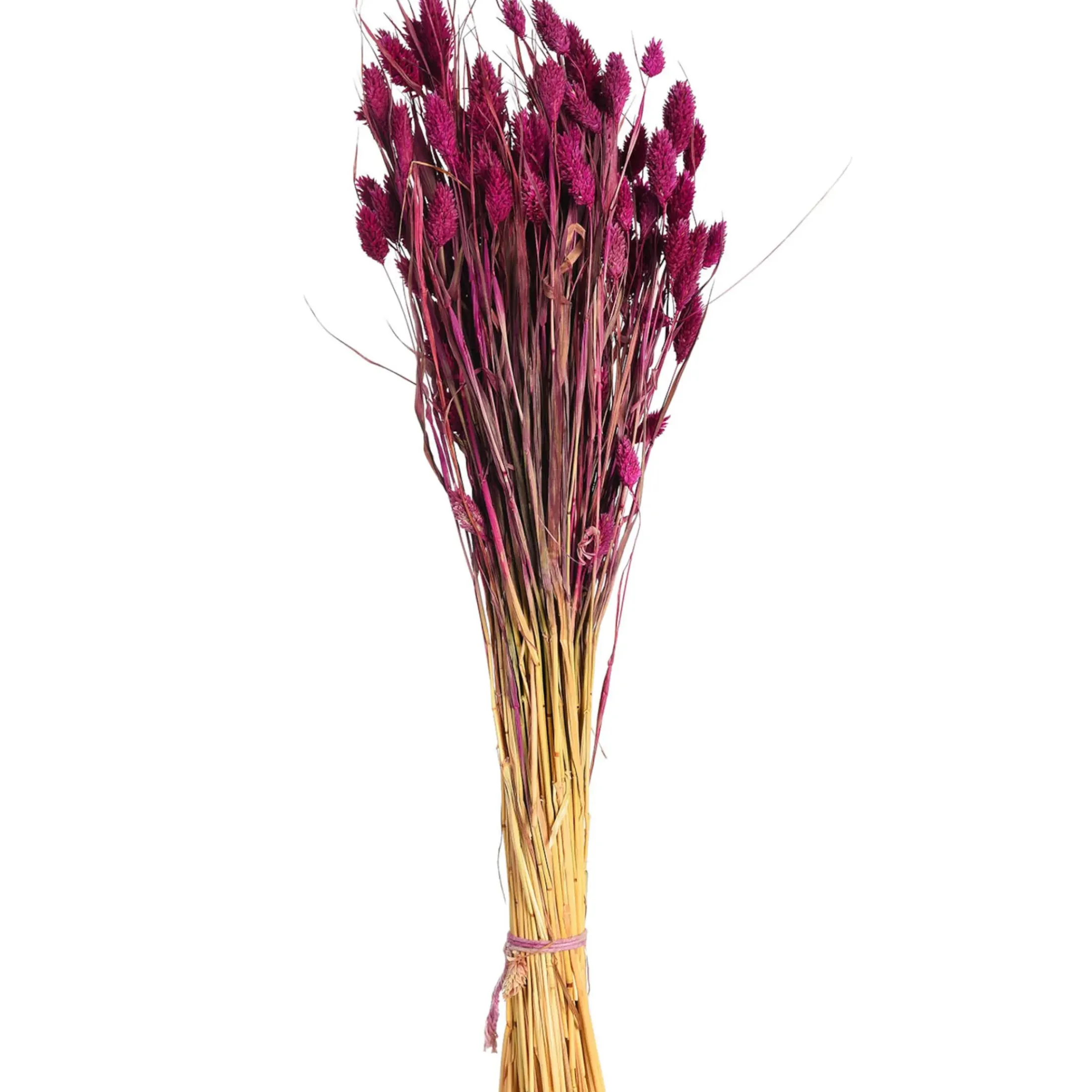Depot Einzelblumen & Zweige>Trockenblumen-Bundel Phalaris