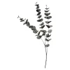 Discount Depot Zweig Eukalyptus Ca.100Cm