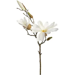 Depot Einzelblumen & Zweige>Zweig Magnolie Ca.48Cm